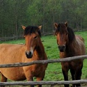 serednie horse riding