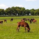 bielin horse stud and riding centre