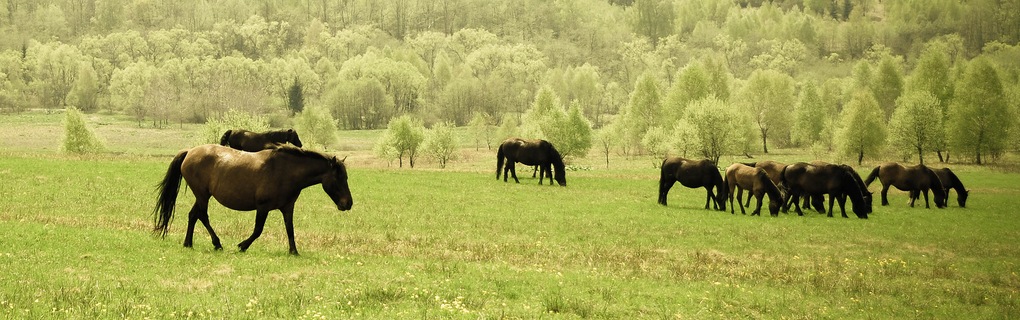 horse riding in poland