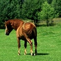 horse-riding-wilderness horse riding wilderness