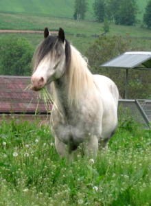 jaskolka stud poland