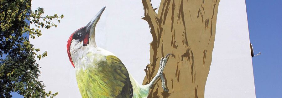 Krakow Green Woodpecker Mural