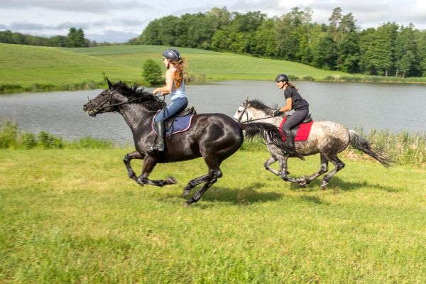 category horse riding